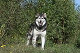 ALASKAN MALAMUTE 342